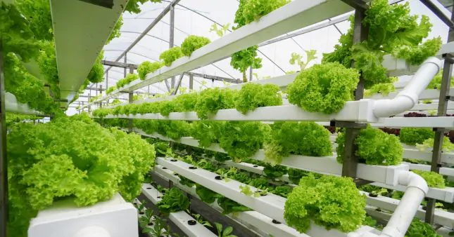 Ferme hydroponique